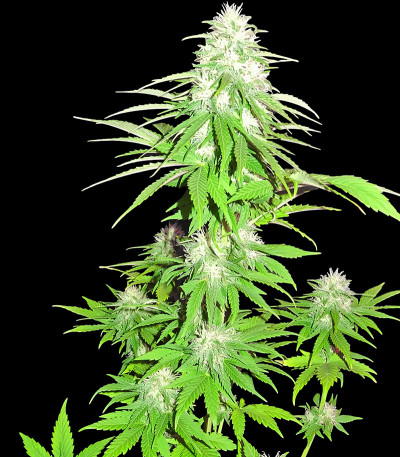 Семена сорта Zombie Haze fem (Sumo Seeds)