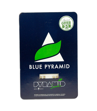 Семена сорта Blue Pyramid fem (Pyramid Seeds)