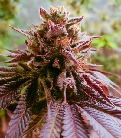 Семена сорта Lemon Orange fem (Green House Seeds)