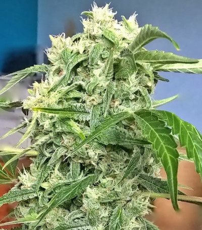 Семена сорта Doctor’s Choice #1 Auto fem