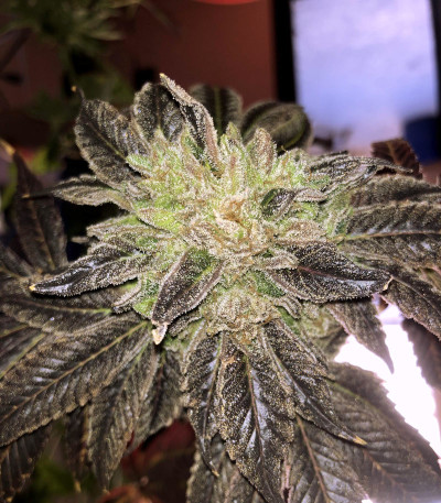 Семена сорта Golosa Early Version fem (Delicious Seeds)