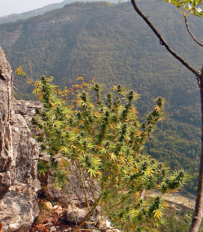 Семена сорта Hollands Hope reg (Dutch Passion)