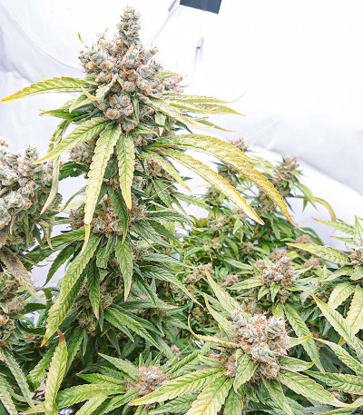 Семена сорта Tropic Punch fem (Heavyweight Seeds)