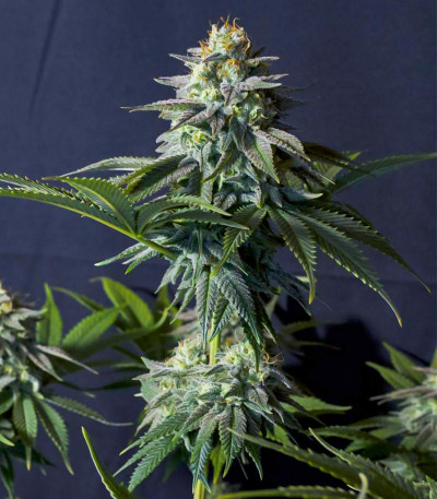 Семена сорта Orange Sherbet FF fem (FastBuds)