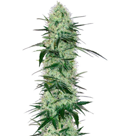 Сорт Tangerine Dream Auto шишки