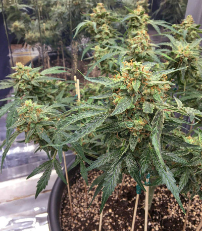 Семена сорта CBD Auto Compassion Lime fem (Dutch Passion)