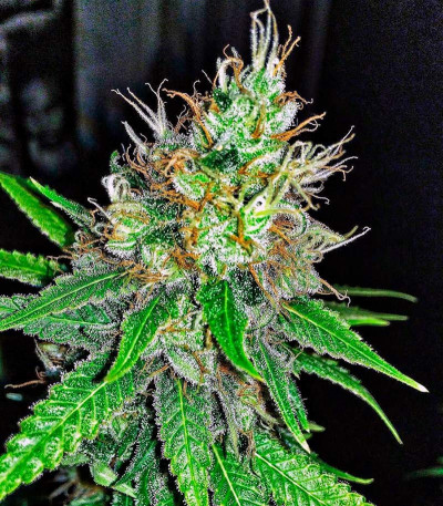 Семена сорта Mohan Ram fem (Sweet Seeds)