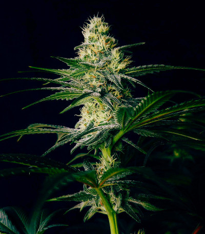 Семена сорта Strawberry Amnesia fem (Herbies Seeds)