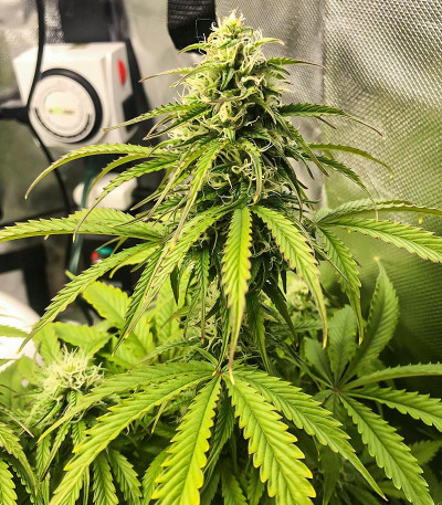Семена сорта Acid Rain Autoflower (LSD) fem (Easy Grow Seeds)