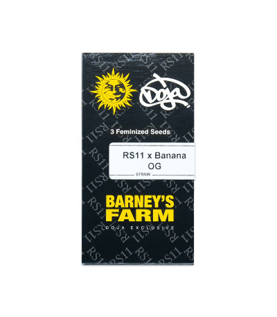 Семена сорта RS 11 x Banana OG fem от Barney's Farm