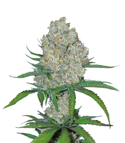 Семена сорта C4 auto fem
