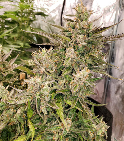 Семена сорта Auto Night Queen fem (Dutch Passion)