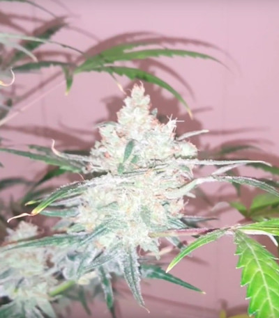 Семена сорта Bulk Smash Auto fem (Dr. Krippling Seeds)