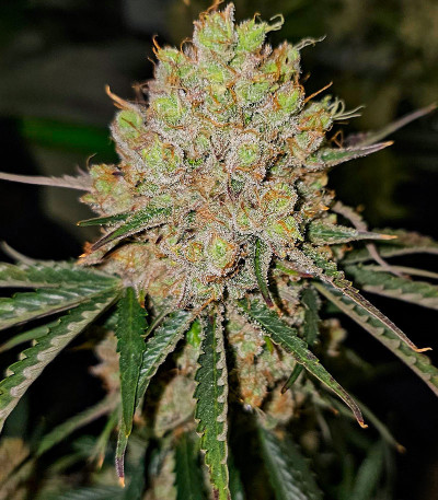 Семена сорта Gorilla Berry Auto fem