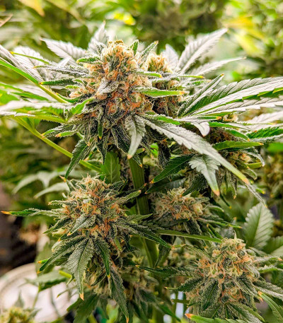 Семена сорта Gushers fem (7CH Seeds & Advanced Seeds)