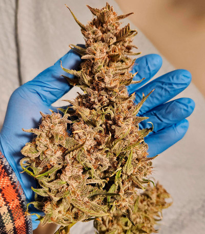 Семена сорта Mint Jelly Auto fem от Humboldt Seed Company