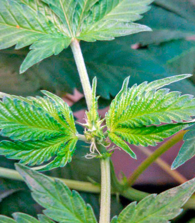 Семена сорта Misty Kush fem