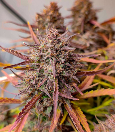 Семена сорта Purple Punch OG XL Auto fem (Sweet Seeds)