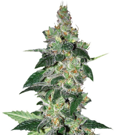 Микс семян конопли Sativa Pure Origin Collection 8 (World of Seeds)