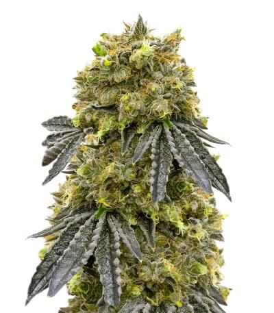 Семена сорта La Calma Autoflower fem (Easy Grow Seeds)