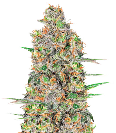 Семена сорта Green Love Potione fem (Samsara Seeds)