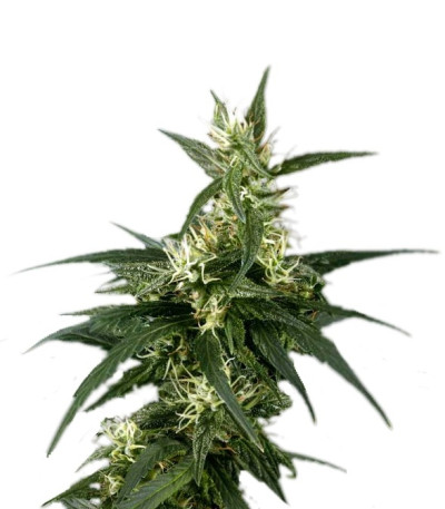 Семена сорта Neville's Haze fem (Green House Seeds)