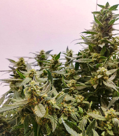 Семена сорта Alpha 21 fem (AlphaFem Seeds)