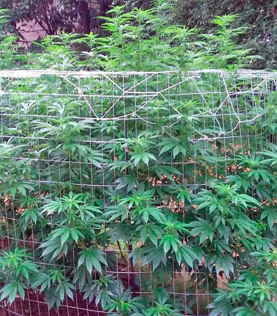 Семена сорта Aurora Indica fem (Nirvana Seeds)