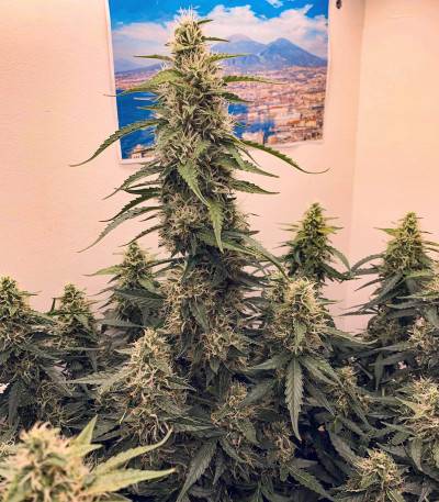 Семена сорта Auto Glueberry O.G. fem (Dutch Passion)