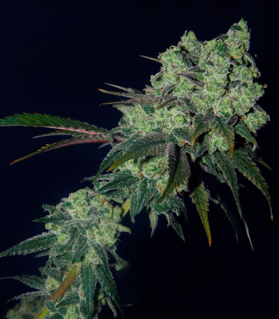 Семена сорта Canadian Kush 2.0 fem