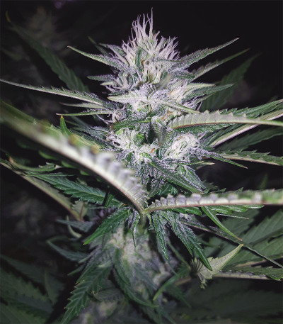 Семена сорта DO-SI-DOS fem (Cali Buds Seeds)