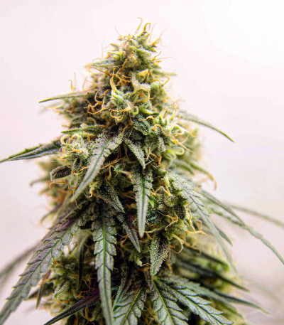 Семена сорта Six Shooter Auto fem (FastBuds)