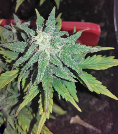 Семена сорта Smokin Gun Auto fem (Dr. Krippling Seeds)