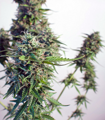 Семена сорта Snow Storm #2 (Dutch Passion)