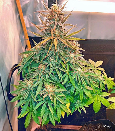 Семена сорта LSD auto fem (Семяныч)