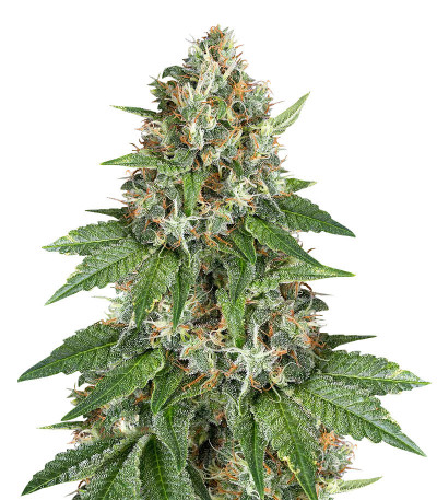 Семена сорта Auto Do-Si-Dos Cookies fem (00 Seeds)