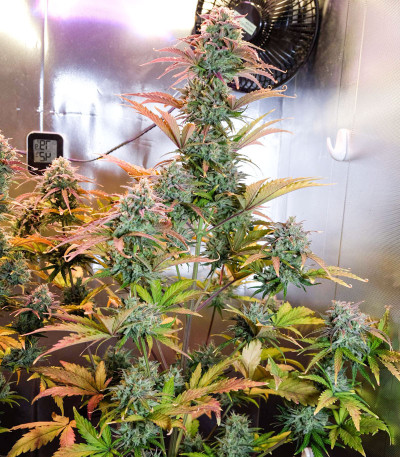 Семена сорта Auto Night Queen fem (Dutch Passion)