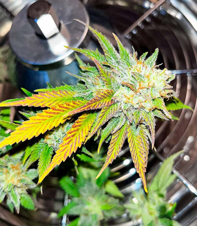 Семена сорта Banana Cookies fem (Advanced Seeds)