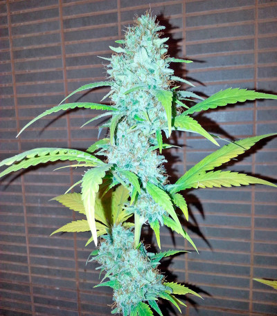 Семена сорта Diesel fem (Dinafem Seeds)