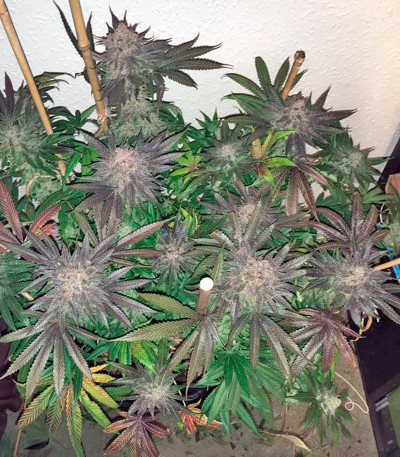 Семена сорта Kush-N-Cheese fem