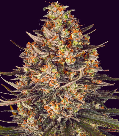 Семена сорта Lemon Drizzle fem (Barney's Farm)