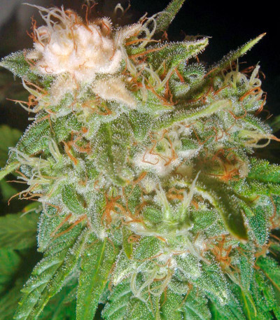 Семена сорта Pato #1 fem