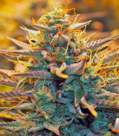 Семена сорта Jack 47 Auto fem (Sweet Seeds)