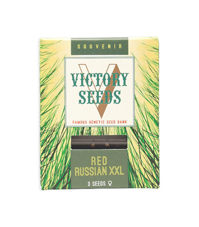 Семена сорта Red Russian XXL fem (Victory Seeds)