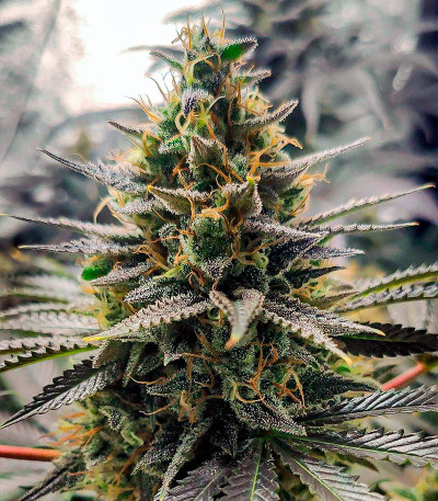 Семена сорта Gelato #33 Fast (Advanced Seeds)