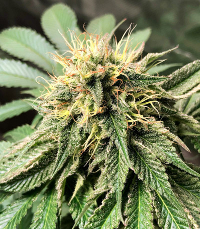 Семена сорта Gorilla Glue #4 fem (Original Sensible Seeds)