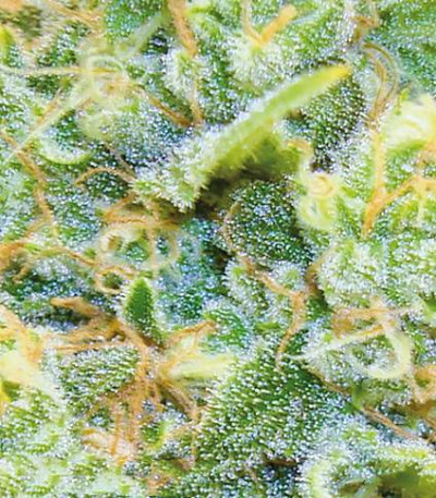 Семена сорта Medical 49 CBD+ fem (Vision Seeds)