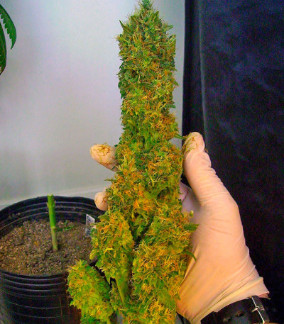 Семена сорта El Nino fem