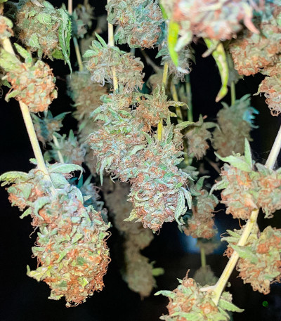 Семена конопли сорта Kush Mints Fast Version