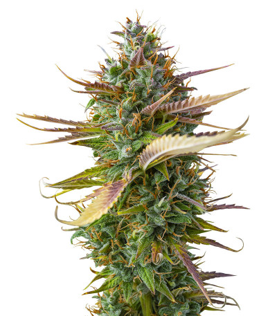 Семена сорта Bubba Cookies Auto fem (Семяныч)